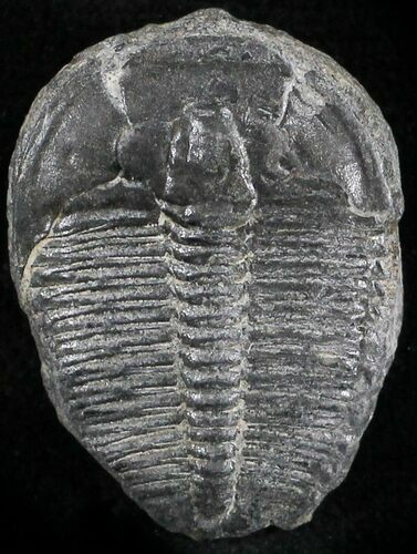 Elrathia Trilobite - Wheeler Shale, Utah #25012